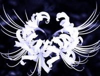 关于彼岸花的优美句子