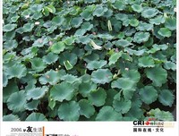 pzj的名句