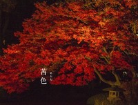 《梦十夜》观后感10篇