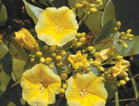 《月光花》读后感10篇