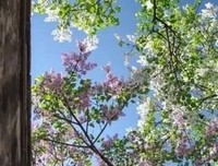 早读：秋水无尘，秋情尚在