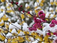 梅傲雪的句子