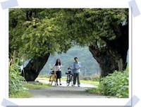 《蓝色生死恋》的句子