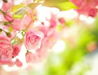 情殇句子