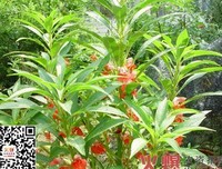 最全的《扶摇皇后》小说句子大全