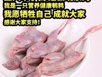 《杀鹌鹑的少女》读后感10篇