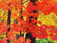 今日白露，祝你健康！2018最全白露养生攻略，赶快收藏