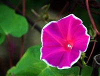 花语
