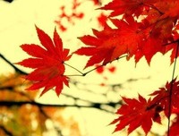 笺墨散句的句子