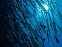 《我想陪你去麦加》读后感精选10篇