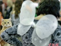 文字、家鑫、那只是一只喵星人