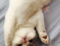 我忍不住了，带了一点猫粮下去喂，结果还是跑了发出了
