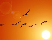 夕阳