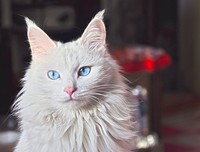  狮与猫