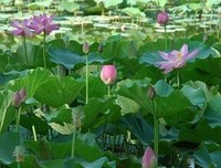 有关 微尘 的句子