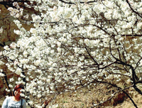 最新的《樱花落海洋》小说书摘