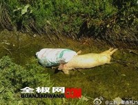 心若止水的句子