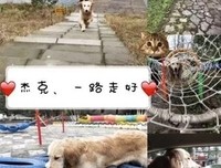 妻子怀孕，他把猫狗从21楼扔下：嫁错人就究竟多可怕？