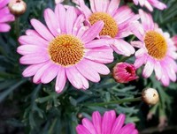 小雏菊