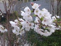 樱花开