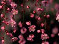 《那时花开》的观后感10篇