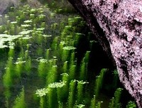 《微风正好》的句子