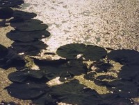 《蜀山传》经典影评集