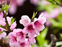开一生开一实外会发以的小子天种桃花的优美句子