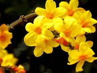 《多月利些花之学》的句子