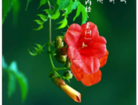 最新的《青慕 三行情诗集》名句欣赏