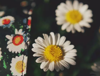  甜蜜 里界下恋好词好句