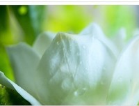 栀子花开