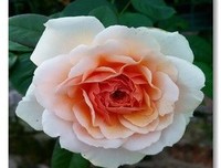最新的《你的孤独，虽败犹荣》佳句摘抄