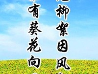 柳絮飞格言警句