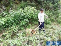 叶落心安句子