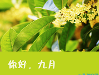 有关叶落不归的句子