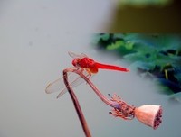 《爱与被爱的艺术》读后感10篇