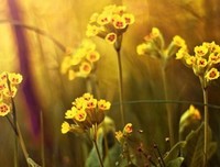 最经典的《会能入盛夏起么门》经典句子