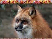 大鸟和狐狸