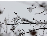飘雪