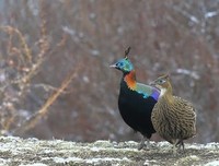 《细雪》的观后感10篇
