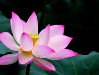 海上月圆的优美句子