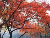 秋日绚烂