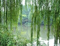 关于我喜欢啊的优美句子