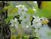 《一树梨花压海棠》经典观后感10篇