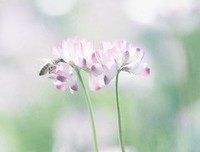 《上面有光》的句子