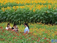 《情挑六月花》经典观后感集