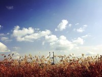 《野芦苇》经典观后感10篇