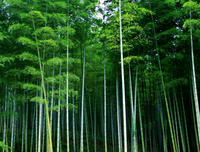 最经典的《水浒传》佳句摘抄
