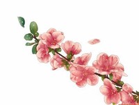最新的《世有桃花》佳句摘抄大全